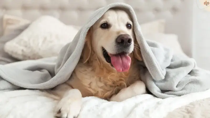Erkältung bei Hunden vorbeugen