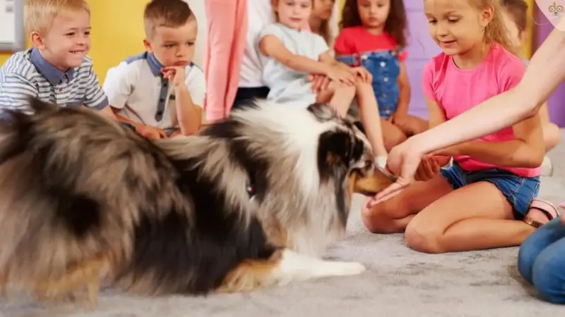 Mitgefühl für Tiere lehren: Die Ausbildung zum Tierschutzlehrer