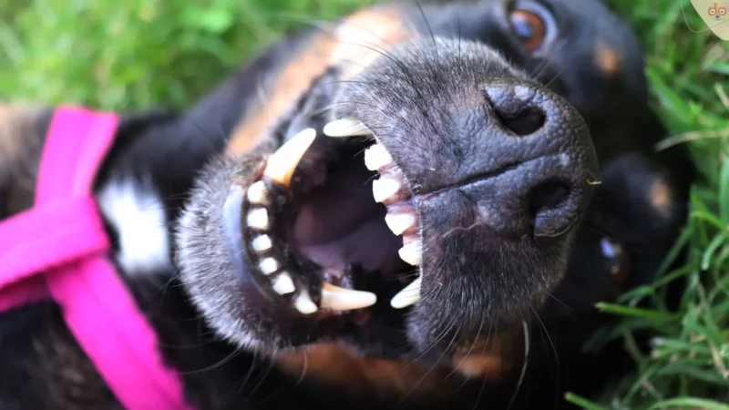 Faszination Hundegebiss: Milchzähne und Zahnwechsel