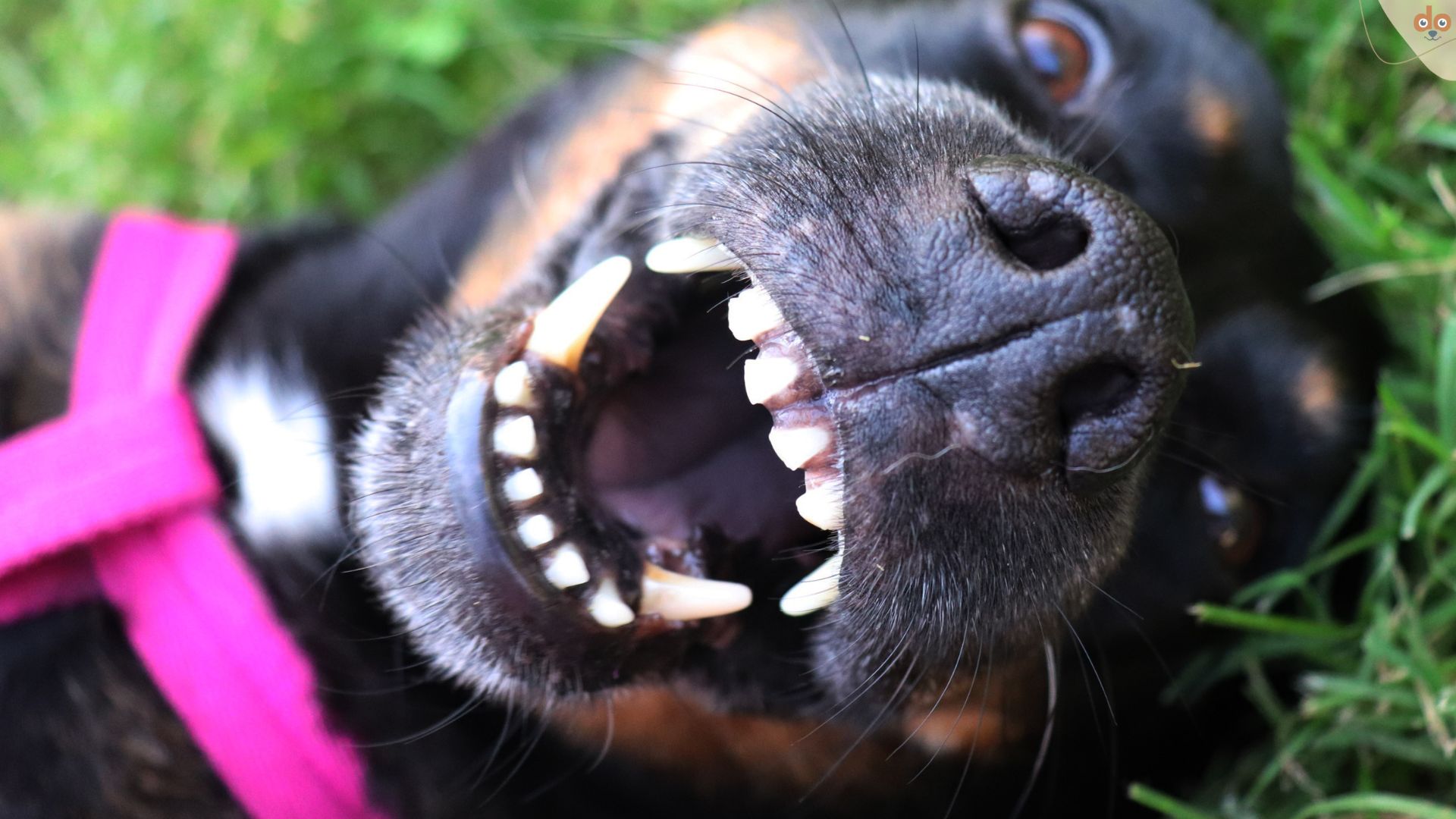 Hund auf Rücken, Mund auf, zeigt Zähne