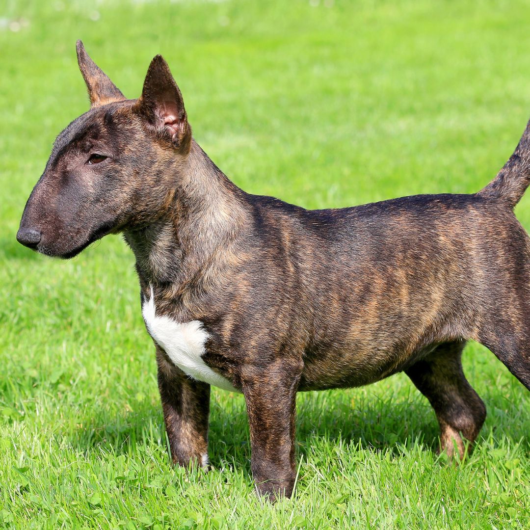 Miniature Bull Terrier