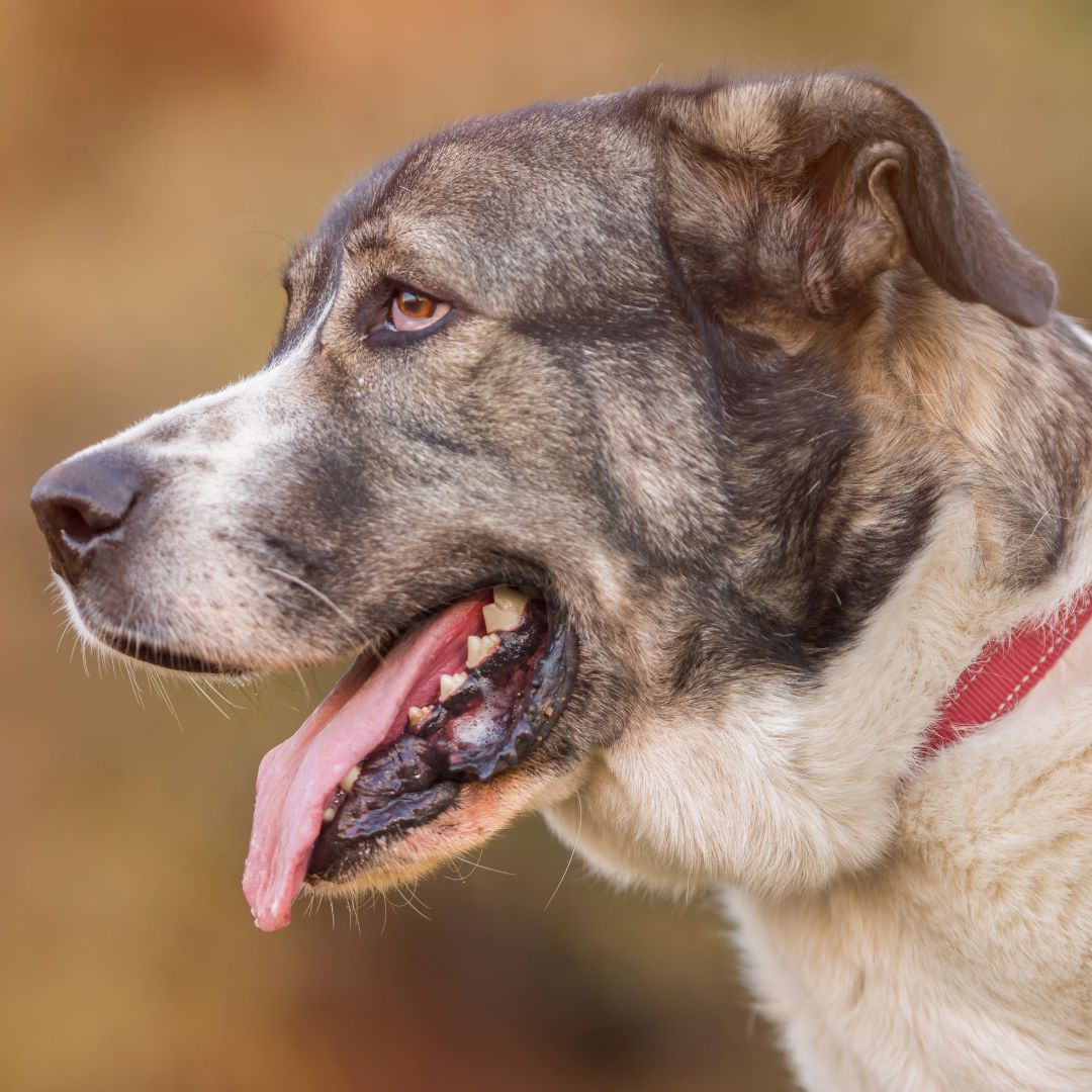 Spanischer Mastiff