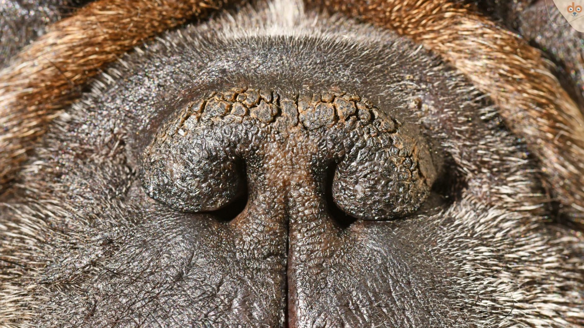 Brachyzephalie, Hundenase einens Frenchie