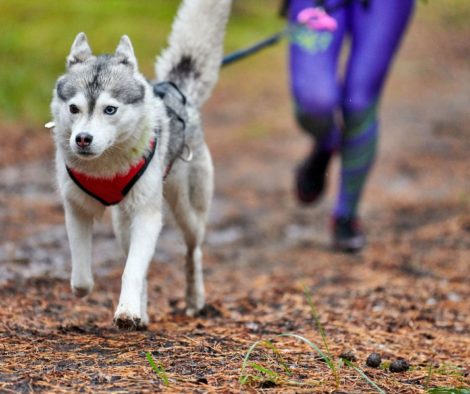 Canicross mit Husky