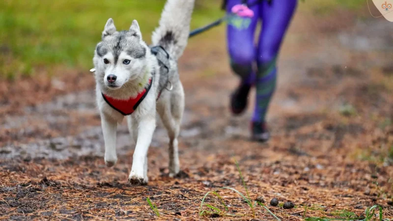 Canicross: FAQ zum Querfeldein-Hundesport