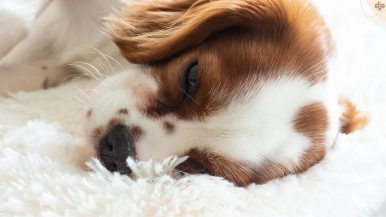 Cavalier King Charles Spaniel schläft oder ist krank