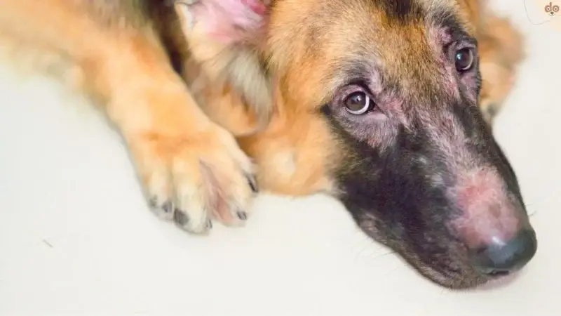 Neurodermitis bei Hunden – Wundermittel in Form einer Monatsspritze?