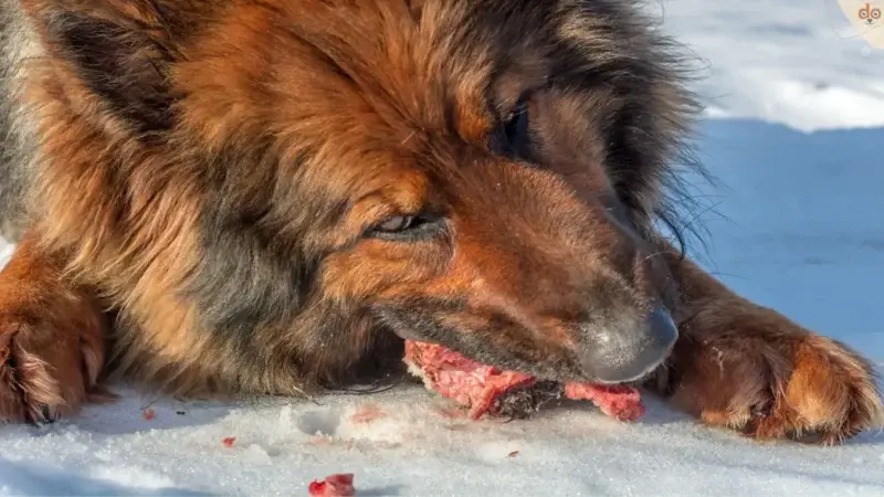 Neuer Trend bei der Hundefutter-Herstellung: Fleischsaftgarung