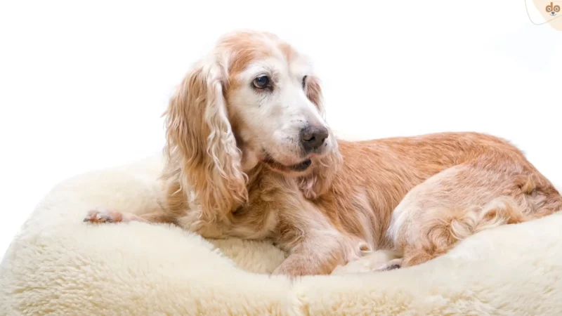 Altersbedingt oder Krankheit? Wenn der Hund stille Schmerzen leidet
