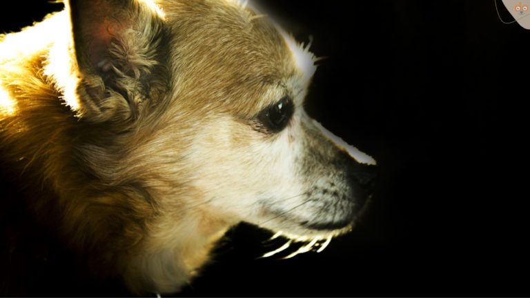 Alter Hund schaut traurig mit schwarzem Hintergrund