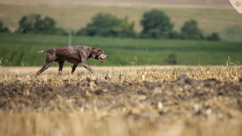 Hunde mit Jagdtrieb: Kontrollieren statt abgewöhnen!