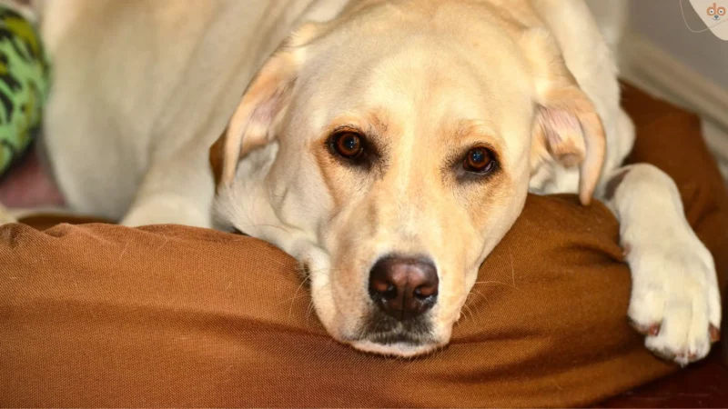 Eine Informationssammlung über Zoonose bei Hunden