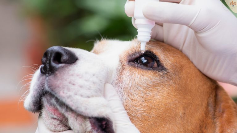 Augentropfen dem Hund geben