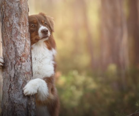 Aussie im Wald umklammert Baum, sucht