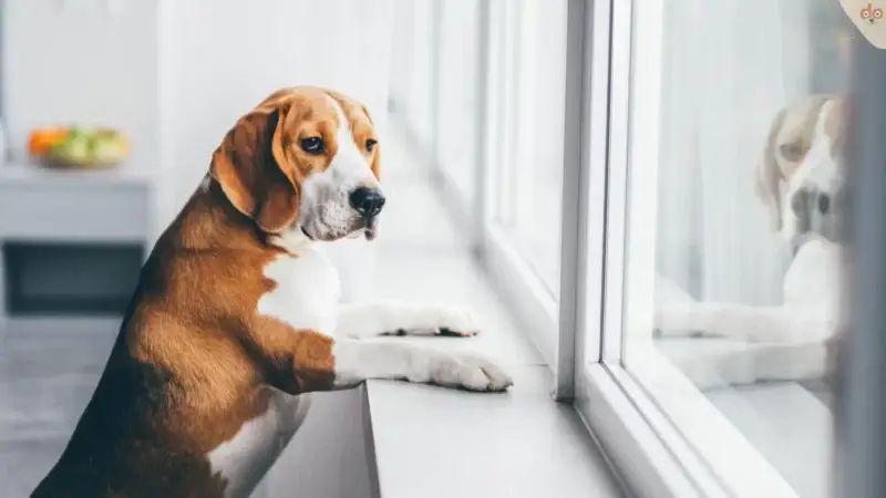 Trennungsstress beim Hund: Angst vs. Langeweile