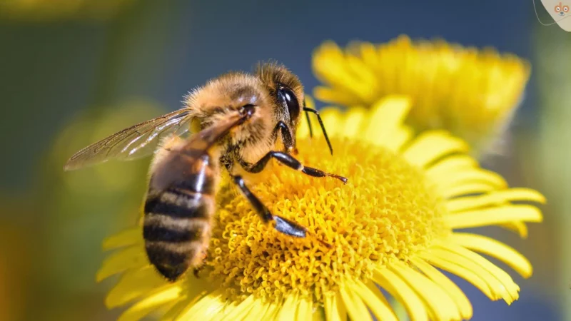 Sommerzeit, Insektenzeit: Was tun bei Bienenstich beim Hund?