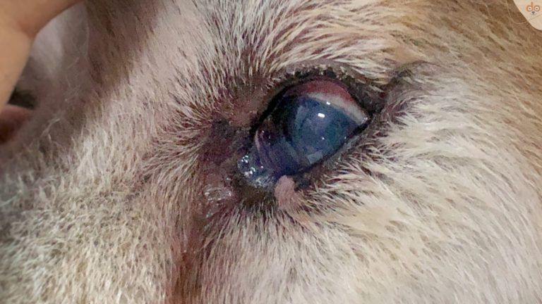 Auge Bindehautentzündung, verletzt