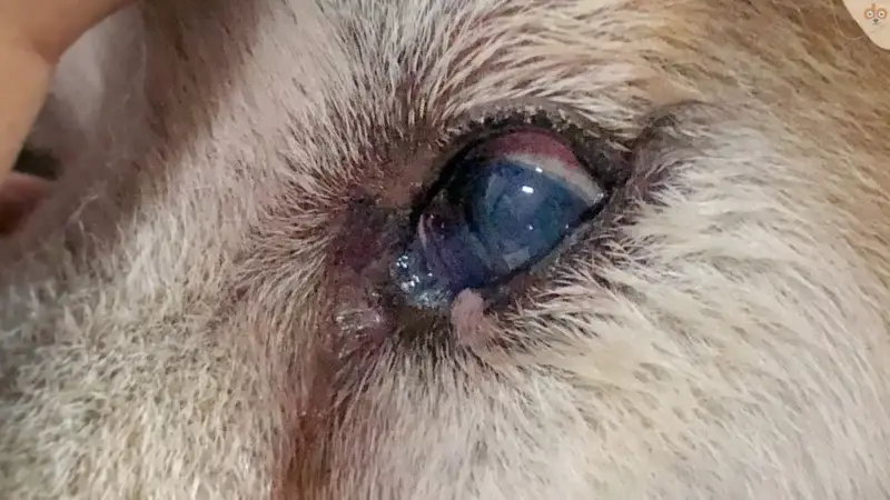 Häufige Hundekrankheiten: Die Bindehautentzündung