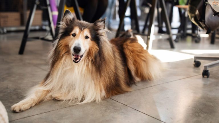 Collie im Home Office, Büro am Boden