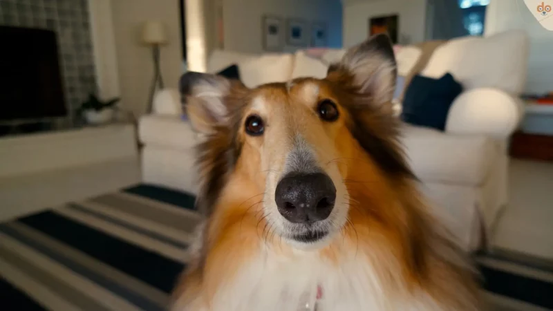 Tipps für die gelungene Hundefotografie Zuhause