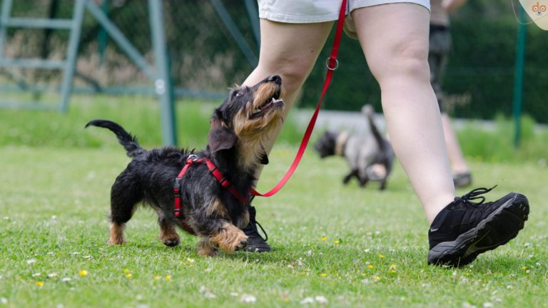 Dackel im Fuss laufen. Hundetraining - Hundeschule