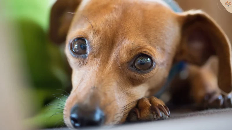 Teufelskralle für Hunde bei Entzündungen und Gelenkbeschwerden