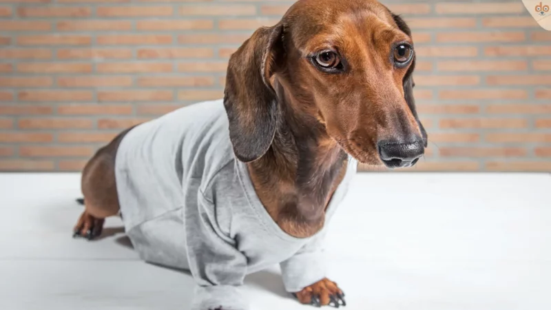 Wie ein Thundershirt Hunden bei Angst und Stress hilft