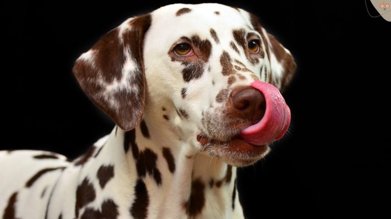 Dalmatiner leckt sich über Schnauze