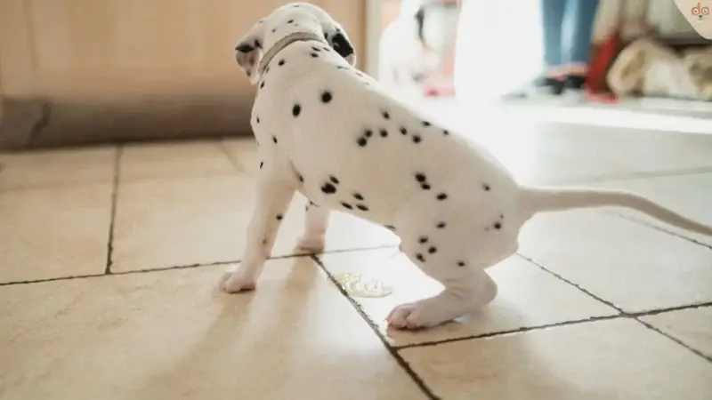 Faktenübersicht: Blasenentzündung beim Hund