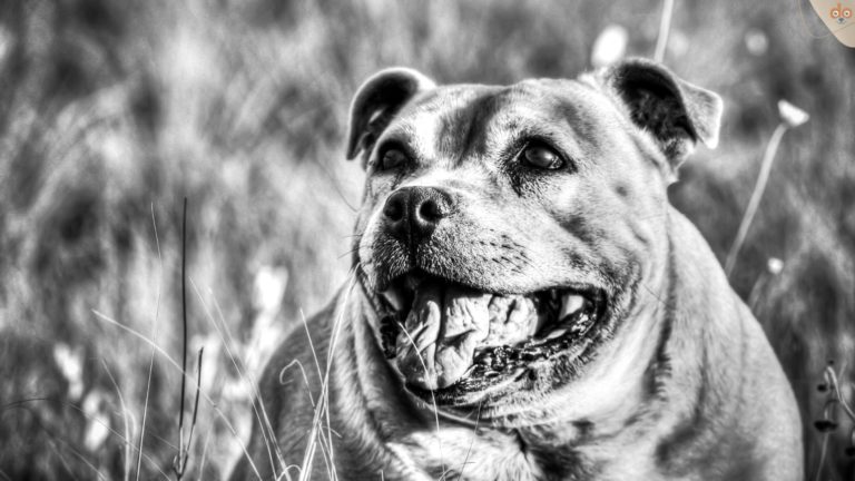 Dicker Hund hächelt schwarz weiss bild