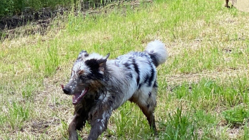 Dürfen Hunde mit Steinen spielen?