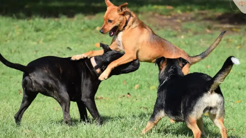 „Der will doch nur spielen“ – brauchen Hunde das wirklich?