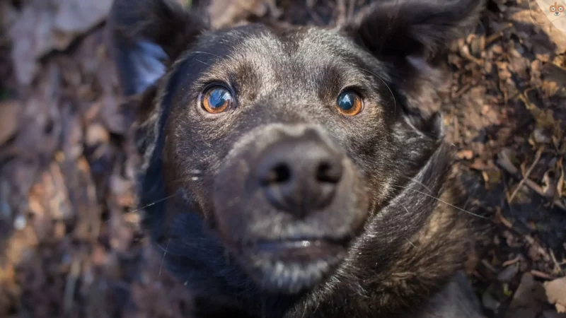 Die Macht der Ignoranz: Den Hund für die Erziehung ignorieren