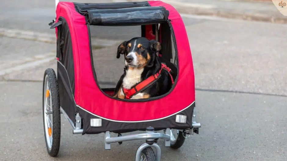 Hundefahrradanhänger