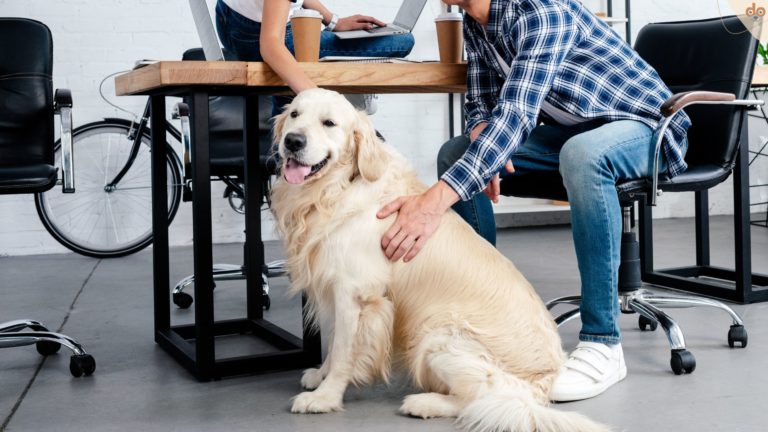 Golden am Arbeitsplatz im Büro