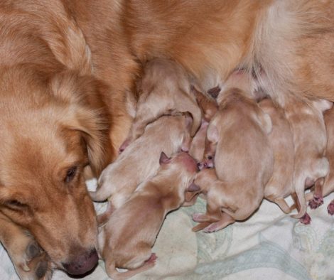 Frisch geborene Golden Retriever Welpen mit Mutter