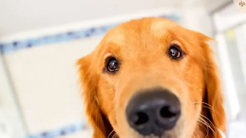 Das grosse FAQ zum Sachkundenachweis für den Hund