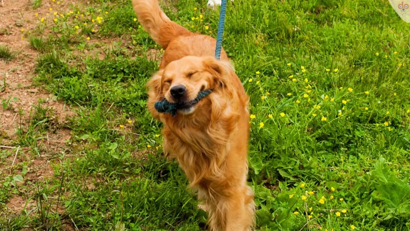 Hunde Longieren: neue Sportart ohne Richtlinien verspricht Spass