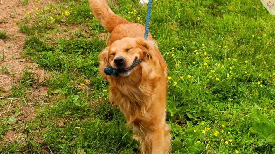 Golden zieht strick und wirkt als würde er lachen
