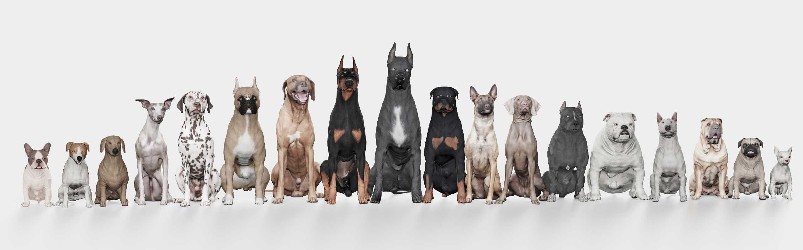 Verschiedene Hunderassen als Figuren zu Qualzucht