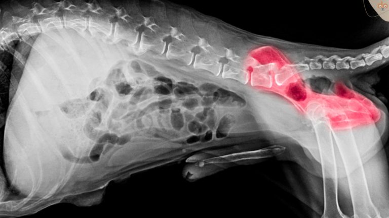 HD, Hüft Displasie Röntgenbild