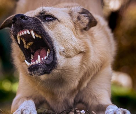 Hund zeigt Zähne aggressiv