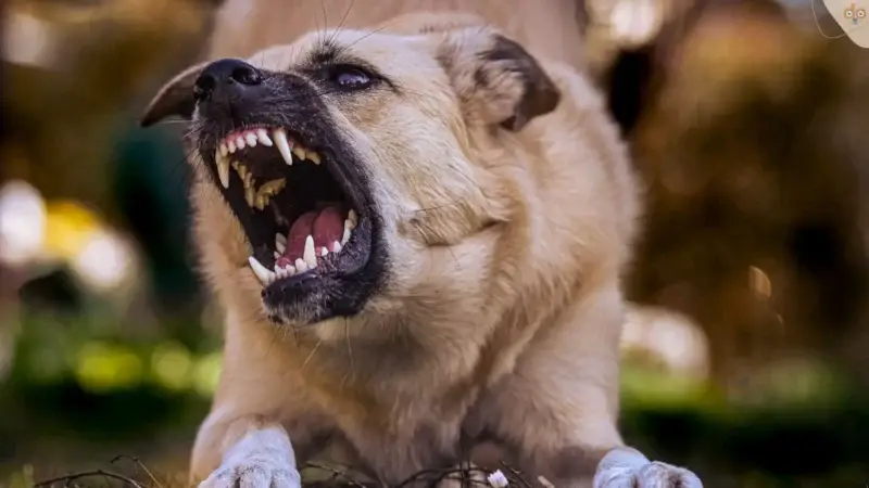Bissige Hunde einschläfern? Siebenjährige sagt Nein