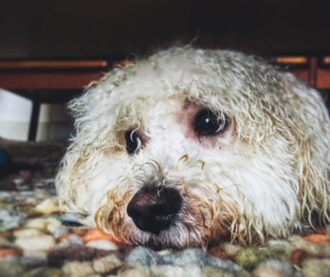Hund hat Angst und verkriecht sich unter Sofa