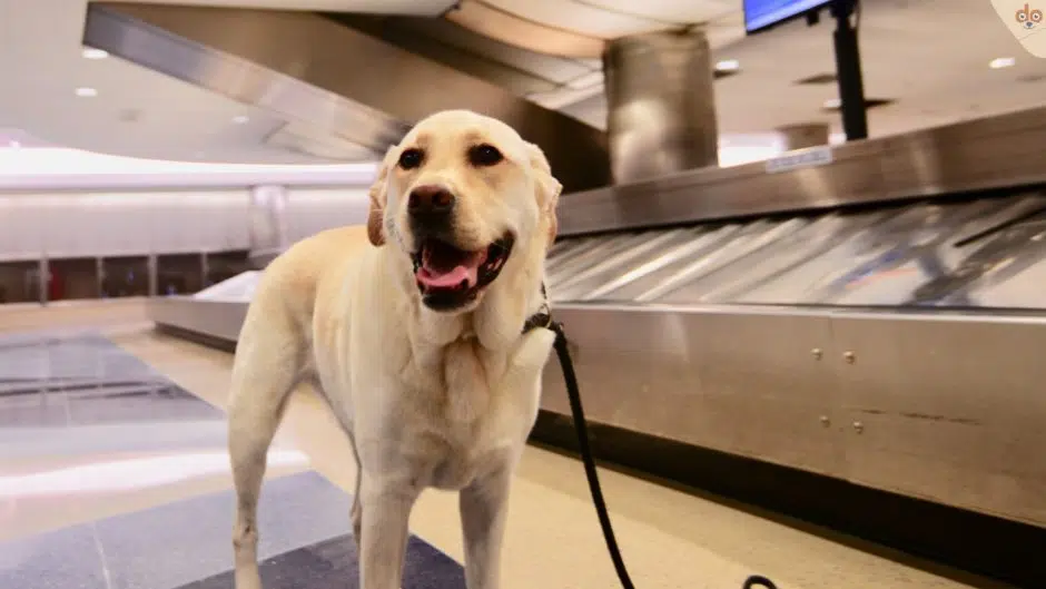 Hund auf Flughafen bei Gepäckausgabe