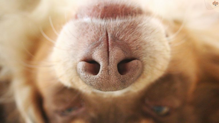 Hund auf Rücken, Schnauze mit Tasthaar