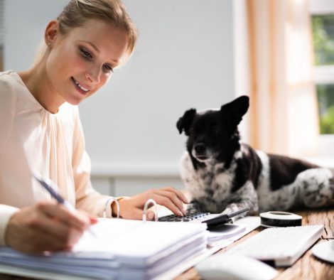 Hund auf Schreibtisch, während Frau arbeitet