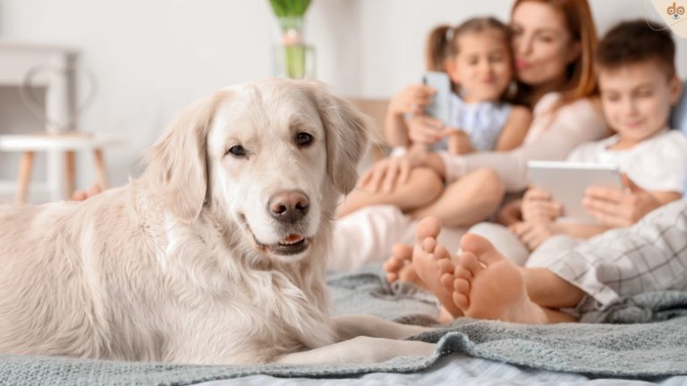 Hund auf Sofa mit Familie im Hintergrund