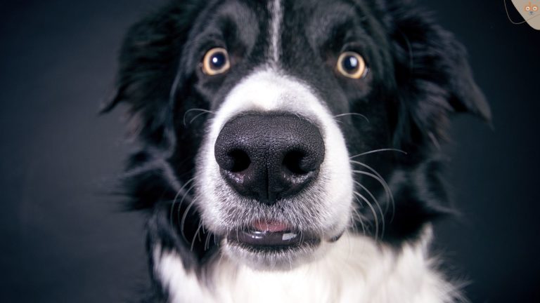 Hund ist bereit und konzentriert für Arbeit, leicht angespannt