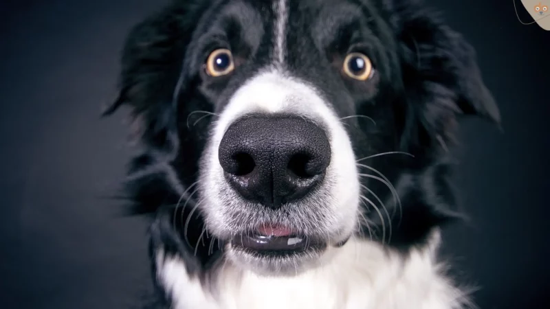 Auf die Nase, fertig, los! Schnüffeltraining für den Hund